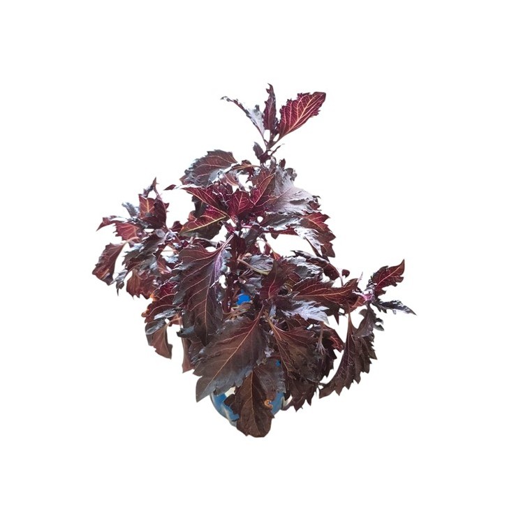 Red Basil (Ocimum basilicum)