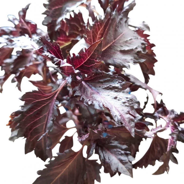 Red Basil (Ocimum basilicum)