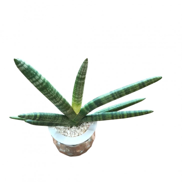 Sansevieria Cylindrica Boncel Hydro (4201)