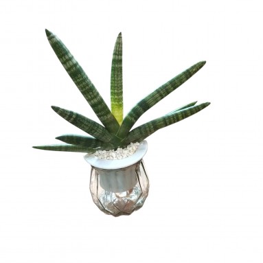 Sansevieria Cylindrica Boncel Hydro (4201)
