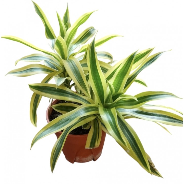 Dracaena Reflexa (Song of India)