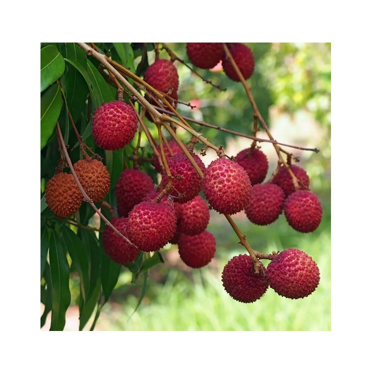 Lychee (Litchi chinensis)