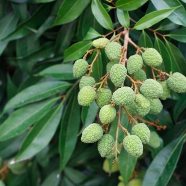Lychee (Litchi chinensis)