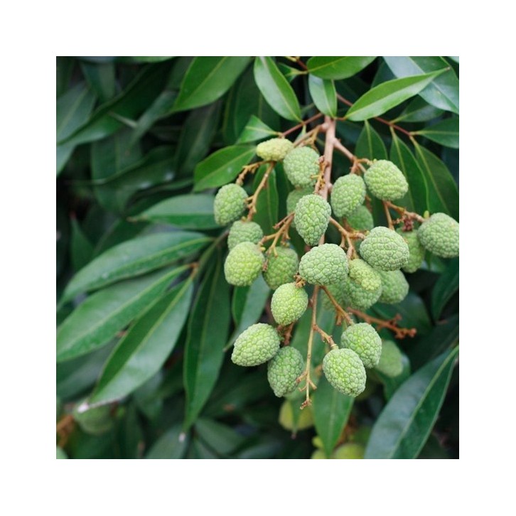 Lychee (Litchi chinensis)