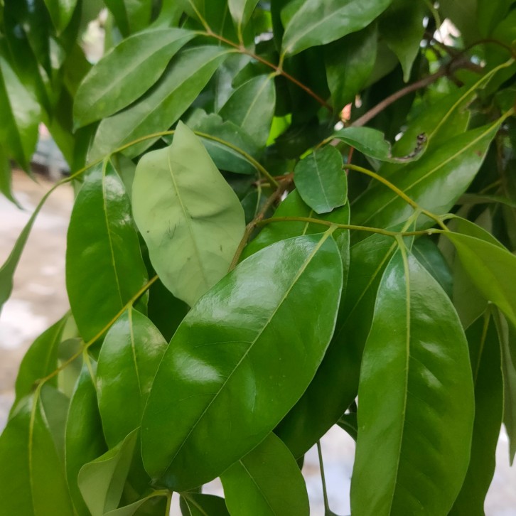 Lychee (Litchi chinensis)