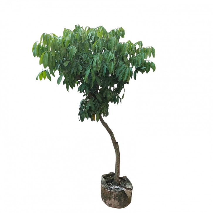 Dimocarpus longan (grafted)