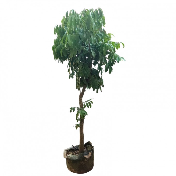 Dimocarpus longan (grafted)