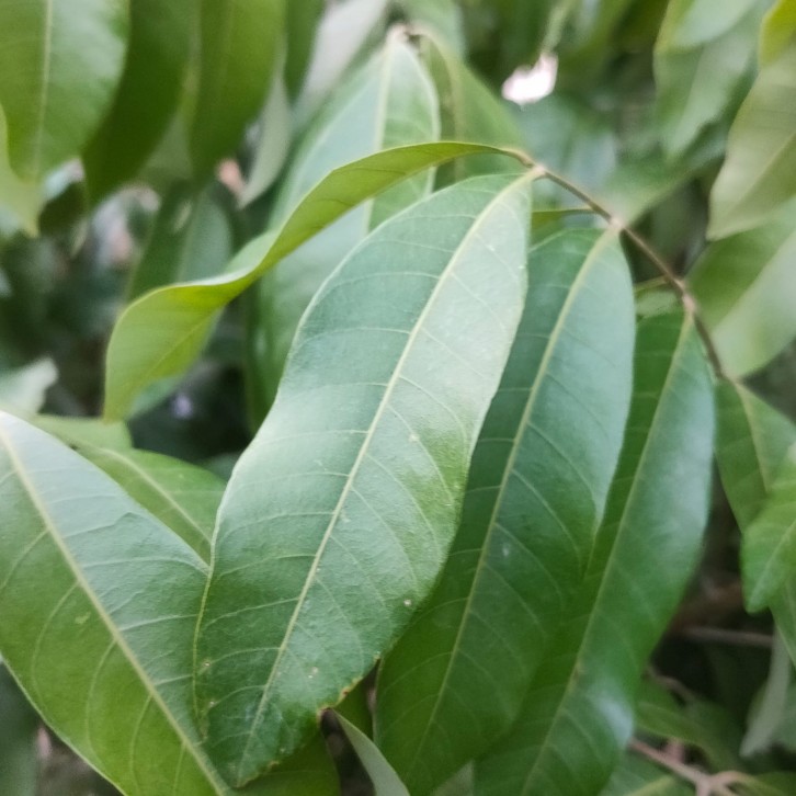 Dimocarpus longan (grafted)