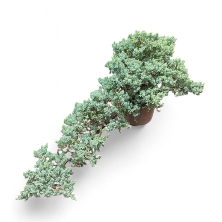 Juniperus procumbens (珍珠柏)