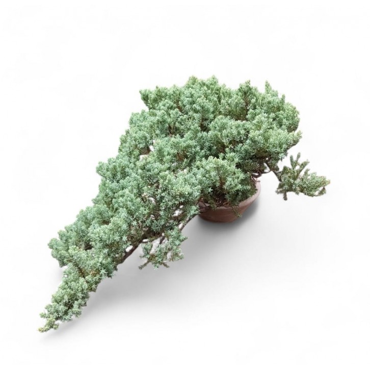 Juniperus procumbens (珍珠柏)