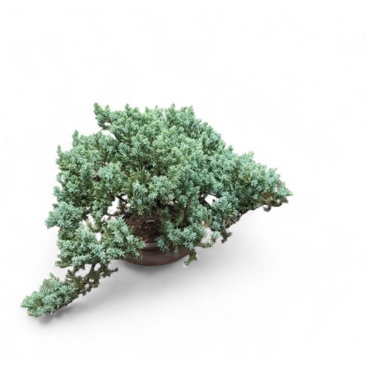 Juniperus procumbens (珍珠柏)