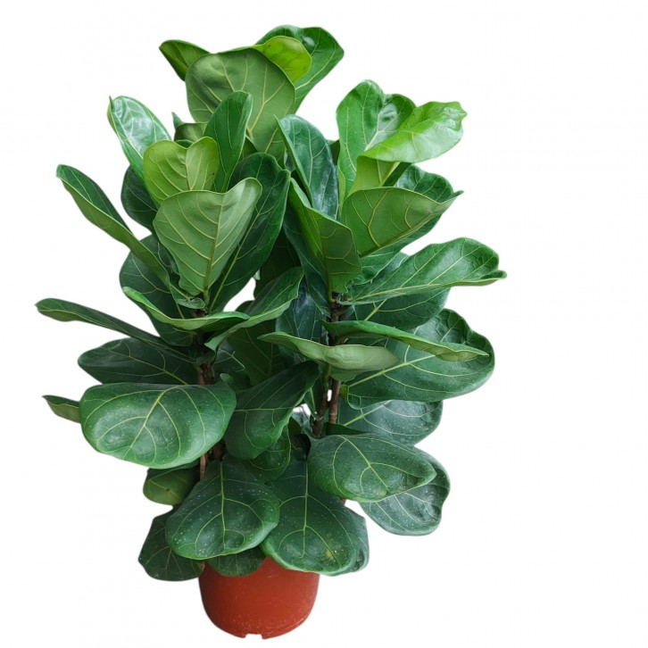 Ficus Lyrata (Triple stem)