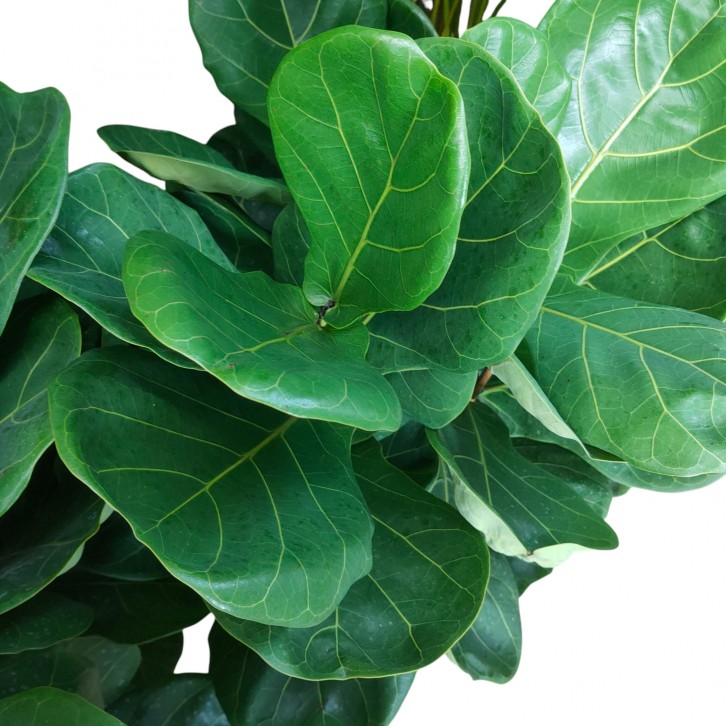 Ficus Lyrata (Triple stem)