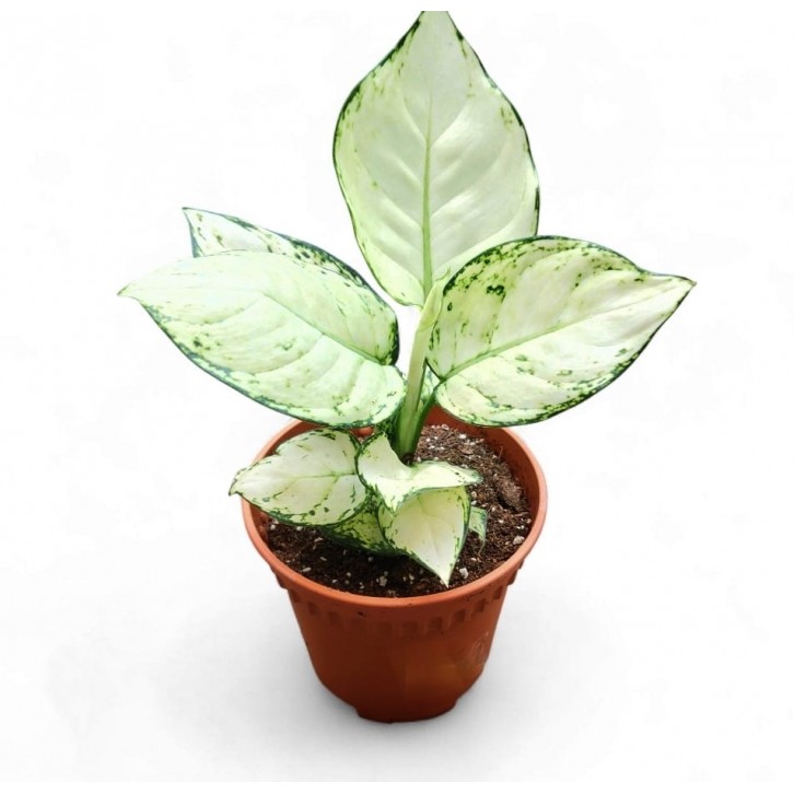 Aglaonema Super White