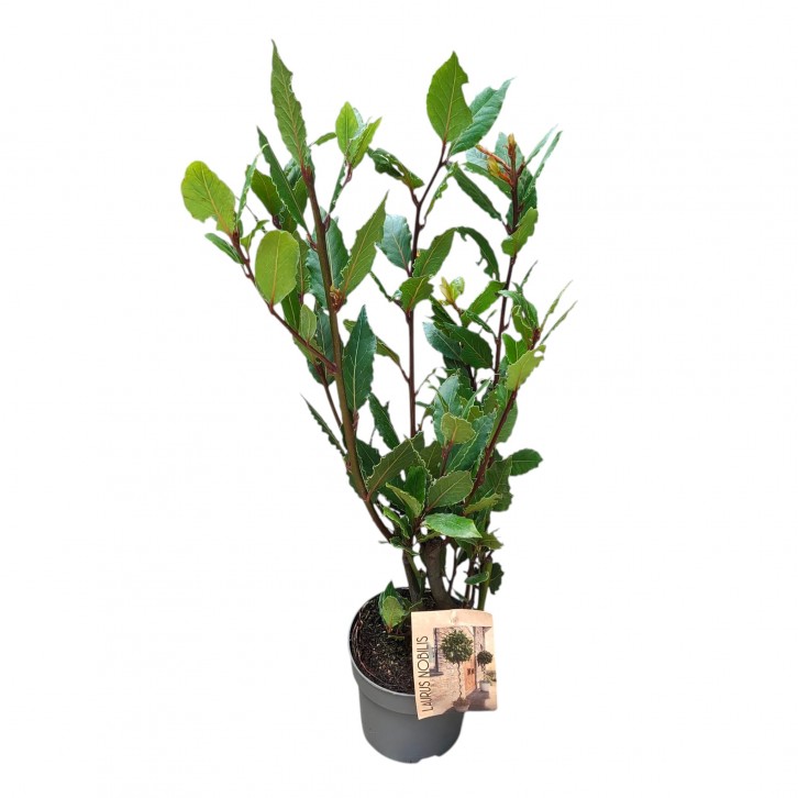 Bay Leaf 月桂叶 (Laurus Nobilis) Holland
