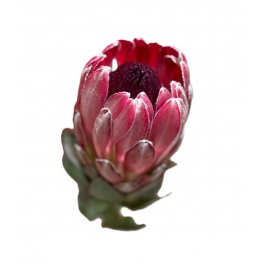 FreshCut Protea