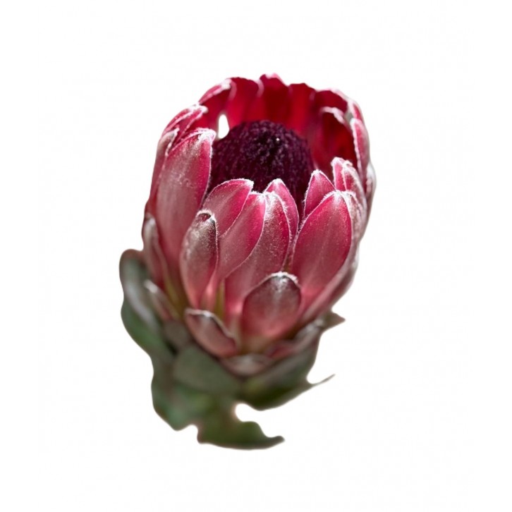 FreshCut Protea