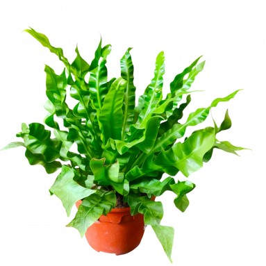 Asplenium 'Crispy Wave'