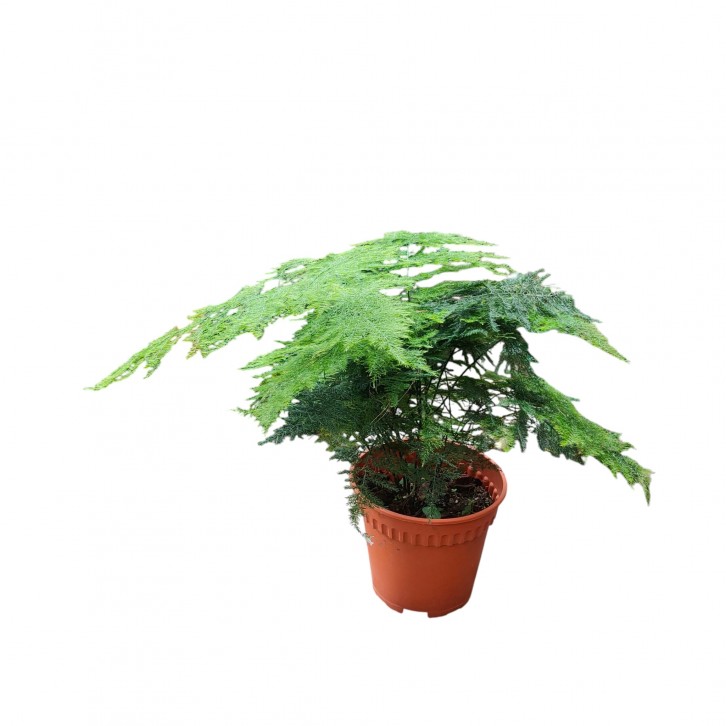 Asparagus Fern (Asparagus Setaceus)