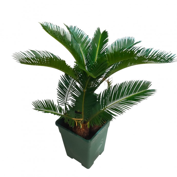 Sago Palm Multi-head (Cycas Revoluta)
