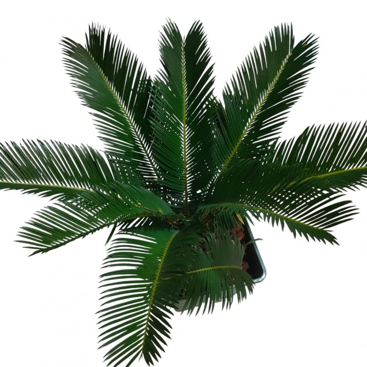 Sago Palm Multi-head (Cycas Revoluta)