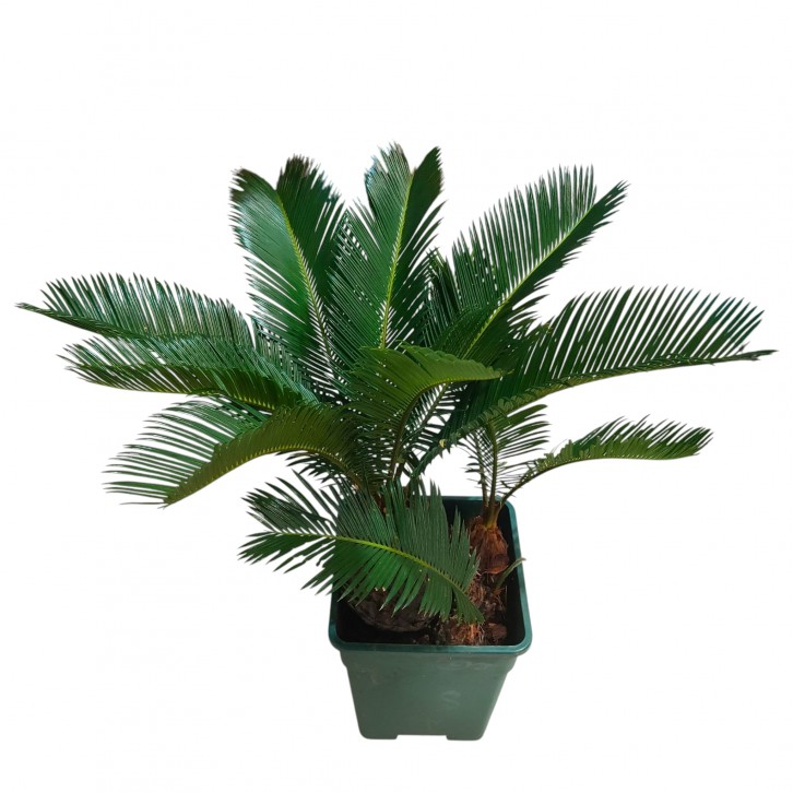 Sago Palm Multi-head (Cycas Revoluta)