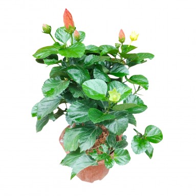 Potted Garden Hibiscus 木芙蓉 (Hibiscus Mutabilis)