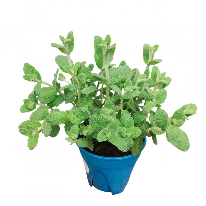 Apple mint (Mentha suaveolens)