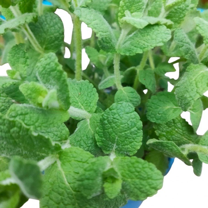 Apple mint (Mentha suaveolens)