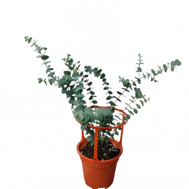 Eucalyptus 'Baby Blue' Plant with support