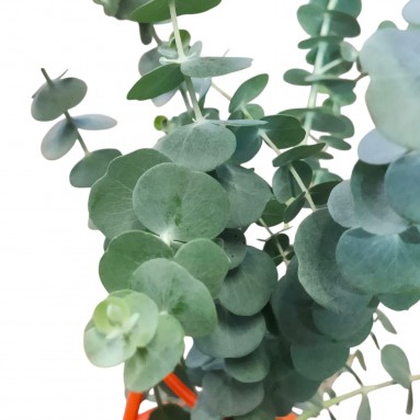 Eucalyptus 'Baby Blue' Plant with support