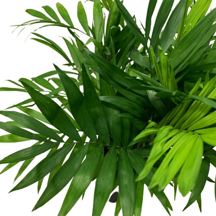 Parlor Palm (Chamaedorea) - Hydro (4206)