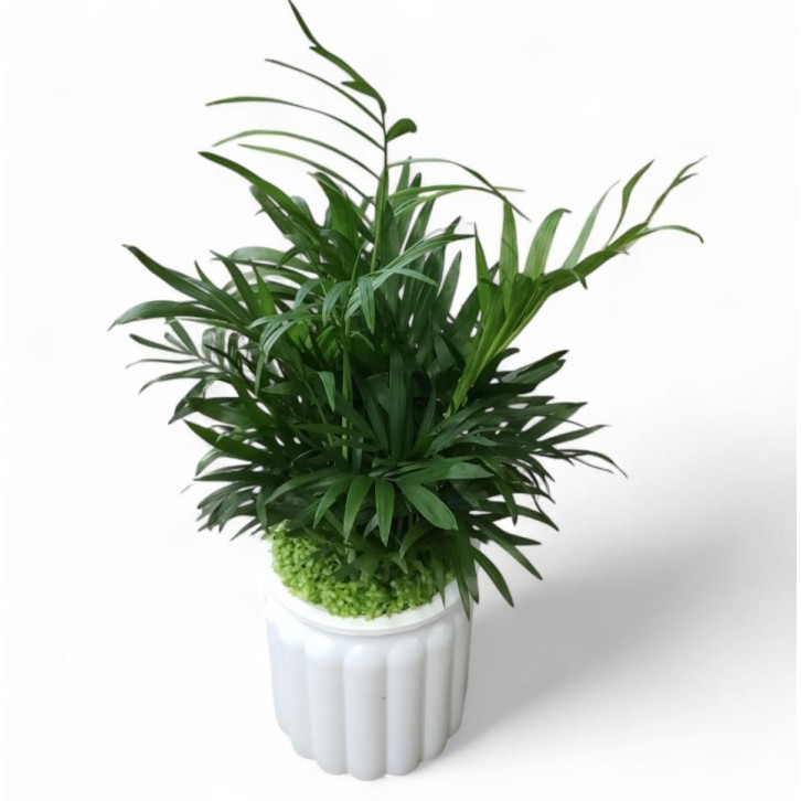 Parlor Palm (Chamaedorea) - Hydro (4206)