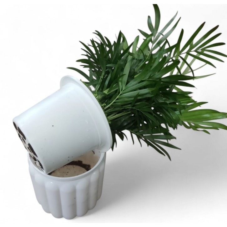 Parlor Palm (Chamaedorea) - Hydro (4206)