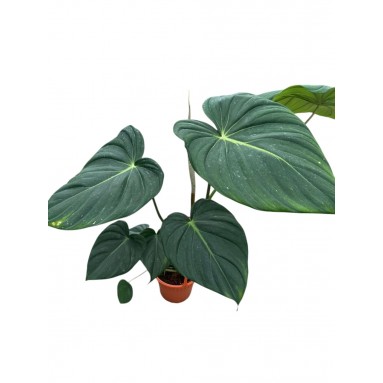 Philodendron McDowell