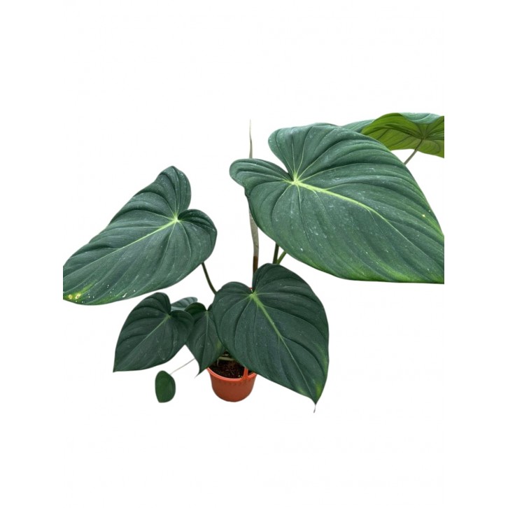 Philodendron McDowell