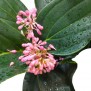 Medinilla Magnifica