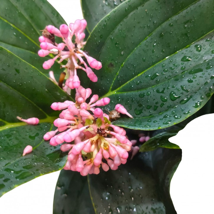 Medinilla Magnifica