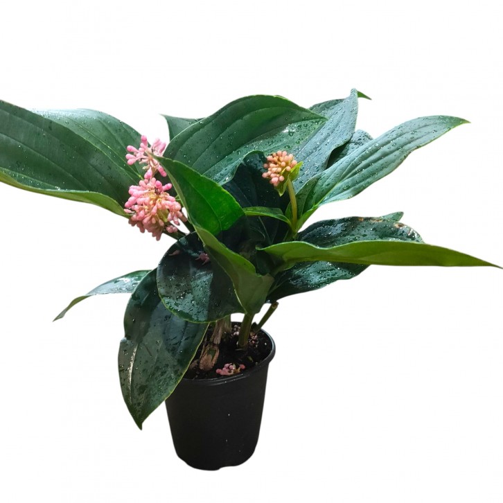 Medinilla Magnifica