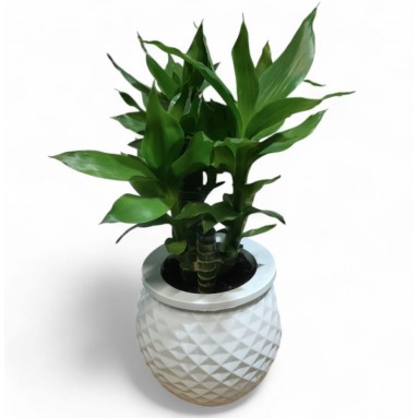 Lucky Bamboo (Dracaena Compacta) Hydro 3520