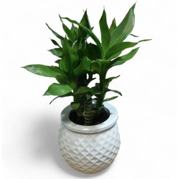 Lucky Bamboo (Dracaena Compacta) Hydro 3520