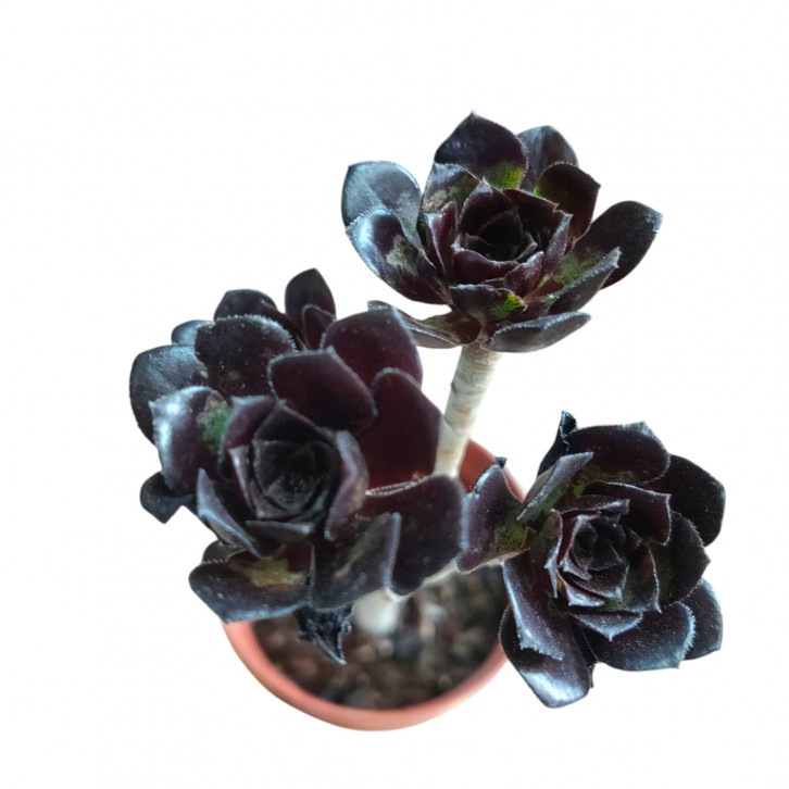 Aeonium