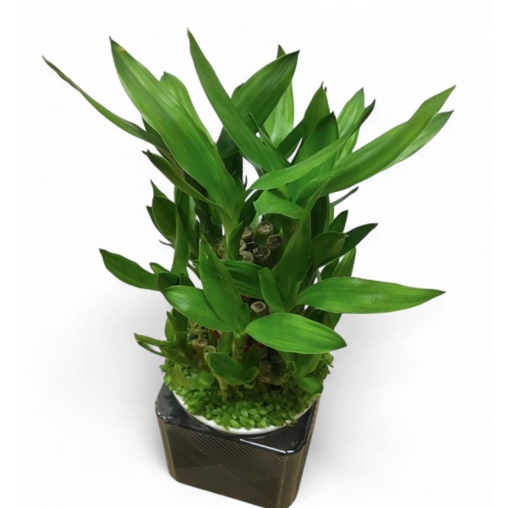 Lucky Bamboo (Dracaena Compacta) Hydro 4194
