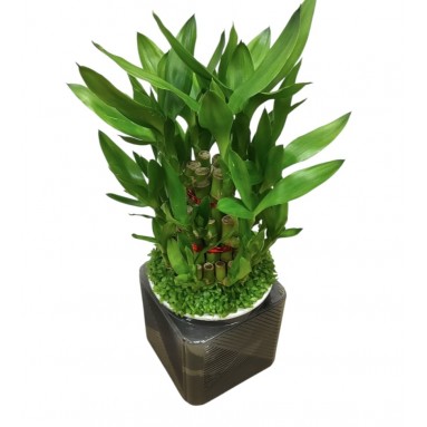 Lucky Bamboo (Dracaena Compacta) Hydro 4194