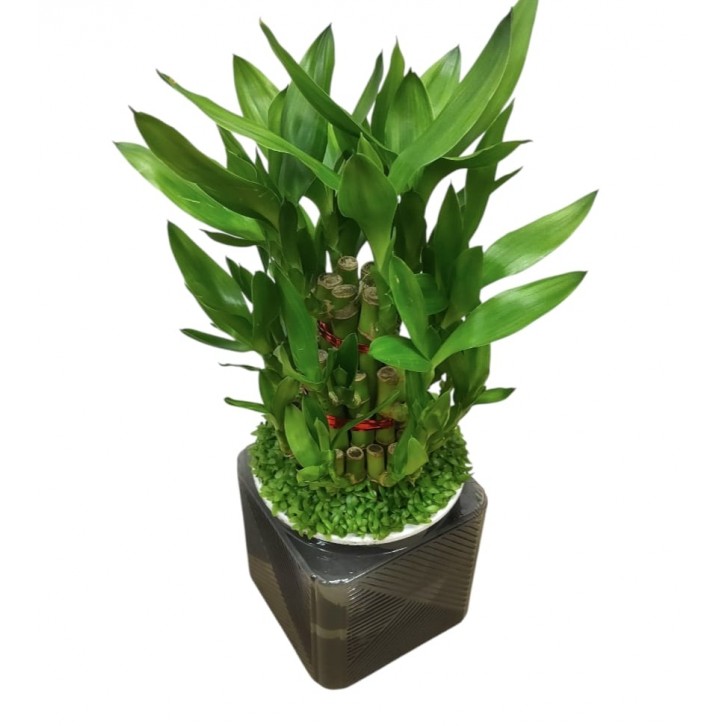 Lucky Bamboo (Dracaena Compacta) Hydro 4194