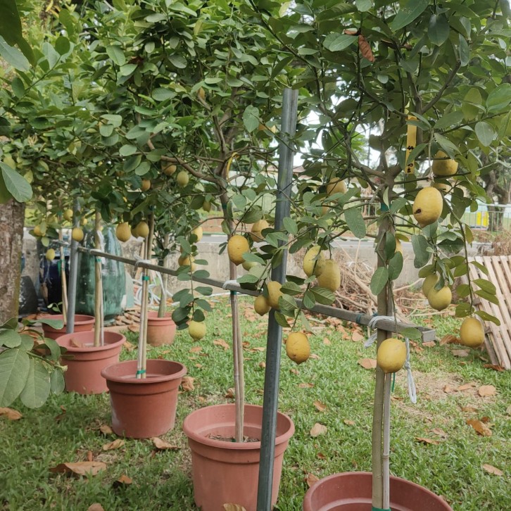 Topiary Lemon Tree (Citrus limon)