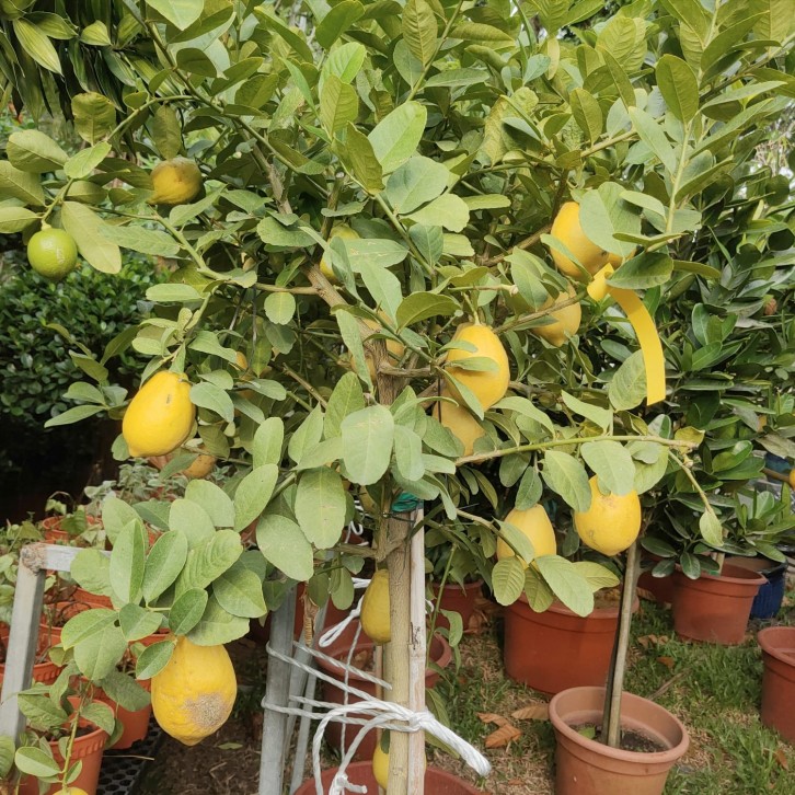 Topiary Lemon Tree (Citrus limon)