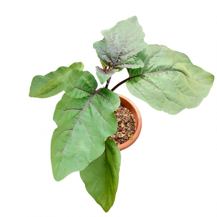 Brinjal Plant (Solanum Melongena)