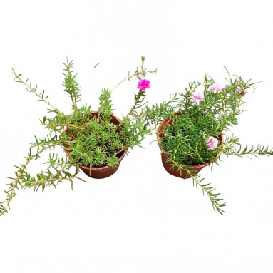 Portulaca Grandiflora (Moss Rose)
