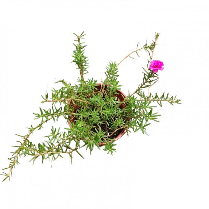Portulaca Grandiflora (Moss Rose) (788)